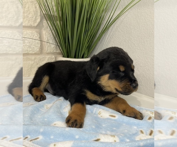 Medium Photo #16 Rottweiler Puppy For Sale in FORT WORTH, TX, USA