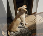 Small #2 Labrador Retriever Mix