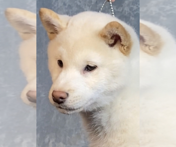 Medium Photo #9 Shiba Inu Puppy For Sale in NEWBERRY, MI, USA