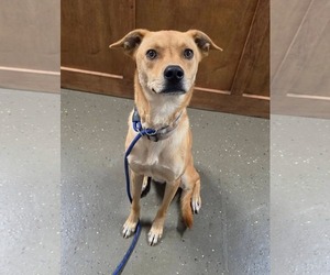 Mutt Dogs for adoption in Blacksburg, SC, USA