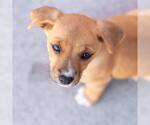 Small #2 Chihuahua Mix