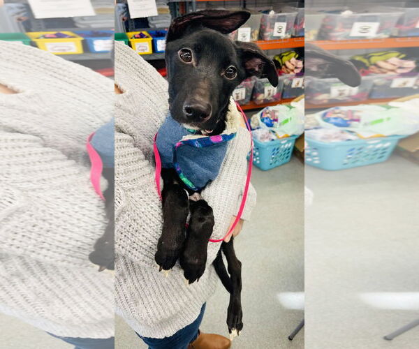 Medium Photo #5 Border Collie-Unknown Mix Puppy For Sale in Princeton, MN, USA