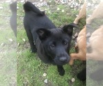 Small Photo #1 Chow Chow-German Shepherd Dog Mix Puppy For Sale in LAMBERTVILLE, MI, USA