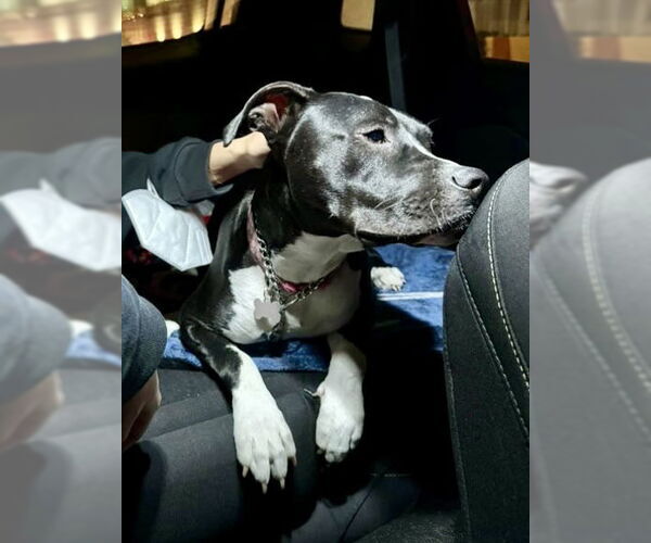 Medium Photo #7 American Pit Bull Terrier-Labrador Retriever Mix Puppy For Sale in Dana Point, CA, USA