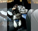 Small #6 American Pit Bull Terrier-Labrador Retriever Mix