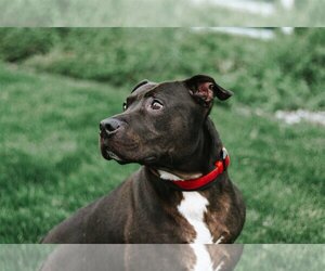 American Pit Bull Terrier-Unknown Mix Dogs for adoption in Holland, MI, USA