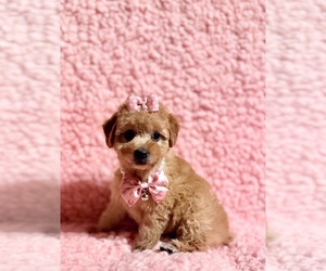 Poodle (Toy) Puppy for sale in REDLANDS, CA, USA