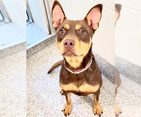 Medium Photo #2 Doberman Pinscher-Unknown Mix Puppy For Sale in Houston, TX, USA