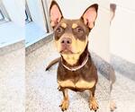 Small #1 Doberman Pinscher Mix
