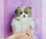 Small #7 Pomeranian