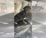 Small Rottweiler Mix