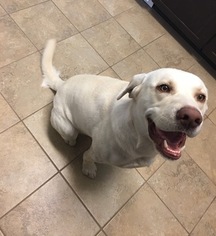 Labrador Retriever Dogs for adoption in CLOVIS, NM, USA