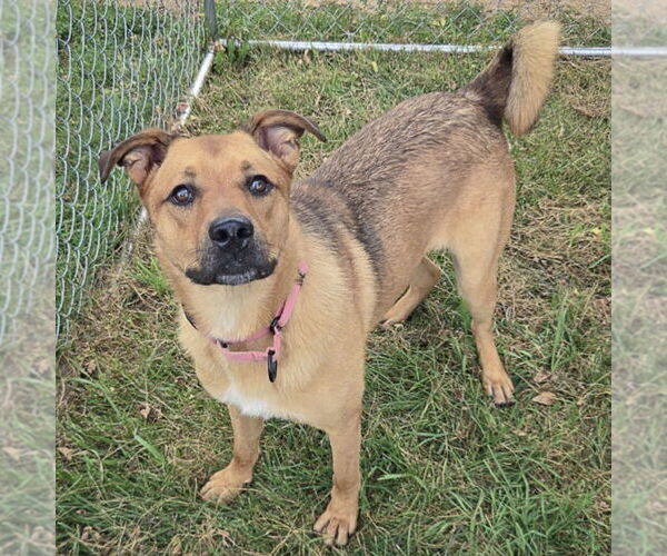 Medium Photo #2 Shepradors Puppy For Sale in Huntley, IL, USA