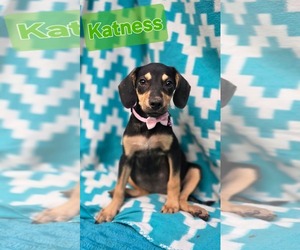 Katniss- one of 3 playful sisters - Female Rat Terrier-Unknown Mix Dog for Adoption - Photo #4