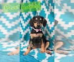 Small Photo #4 Rat Terrier-Unknown Mix Puppy For Sale in Oakhurst, NJ, USA