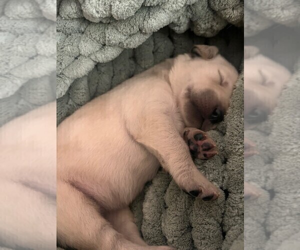 Medium Photo #3 Golden Labrador Puppy For Sale in PORT ORANGE, FL, USA