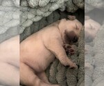 Small Photo #3 Golden Labrador Puppy For Sale in PORT ORANGE, FL, USA