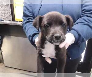 Labrador Retriever Dogs for adoption in Tulsa, OK, USA