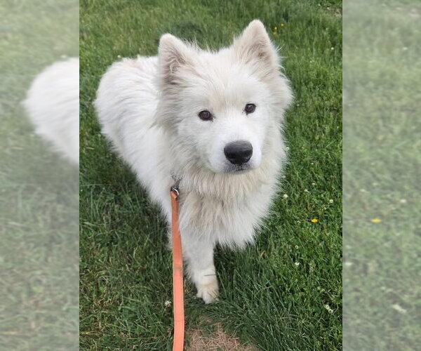 Medium Photo #4 Samoyed Puppy For Sale in Sykesville, MD, USA