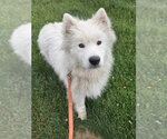 Small #3 Samoyed