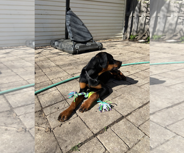 Medium Photo #4 Rottweiler Puppy For Sale in RACINE, WI, USA