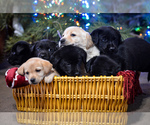 Small Photo #4 Labrador Retriever Puppy For Sale in CLEARWATER, ID, USA