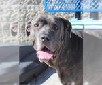 Small #2 Mastiff