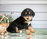 Small Photo #10 Bernedoodle-Labrador Retriever Mix Puppy For Sale in REED CITY, MI, USA