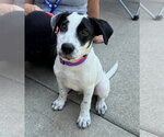 Small Labrador Retriever Mix