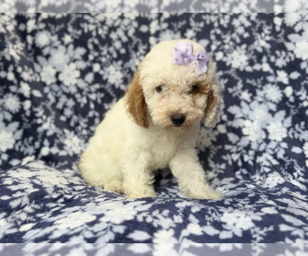 Medium Photo #6 Goldendoodle (Miniature) Puppy For Sale in LAKELAND, FL, USA
