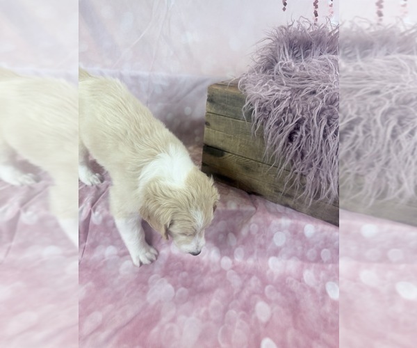 Medium Photo #17 Aussie-Poo-Goldendoodle Mix Puppy For Sale in COMMERCE, MI, USA