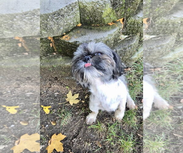 Medium Photo #5 Shih Tzu Puppy For Sale in Mount Laurel, NJ, USA