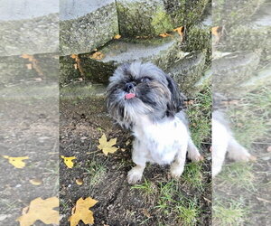 Ozzy - Male Shih Tzu Dog for Adoption - Photo #5