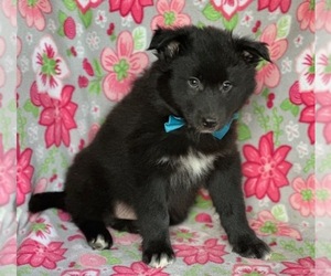 Border Collie-Pomsky Mix Puppy for sale in LANCASTER, PA, USA