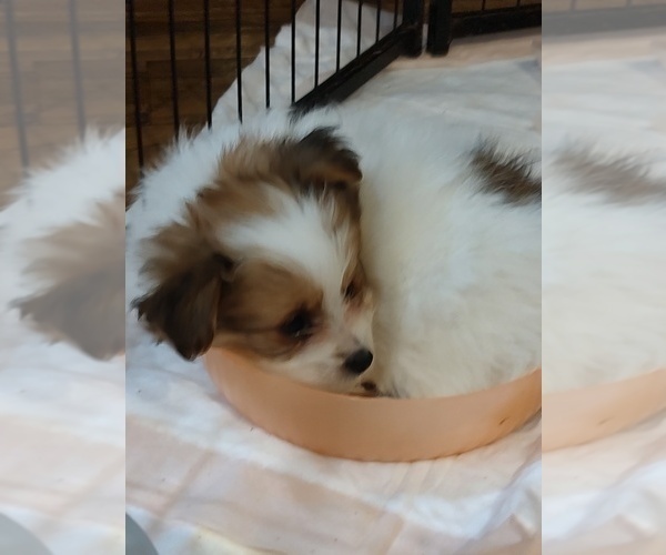 Medium Photo #9 Biewer Terrier-Pomeranian Mix Puppy For Sale in ESTILL SPRINGS, TN, USA