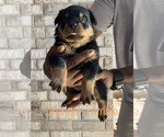 Small Photo #2 Rottweiler Puppy For Sale in FORT WORTH, TX, USA