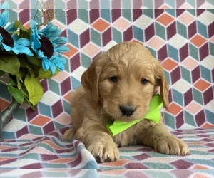 Goldendoodle Puppy for sale in LANCASTER, PA, USA