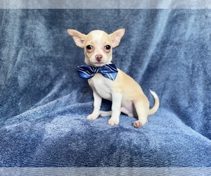 Chihuahua Puppy for sale in LAKELAND, FL, USA