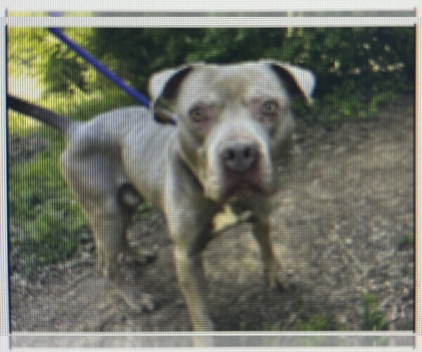 Medium Photo #7 American Pit Bull Terrier-Staffordshire Bull Terrier Mix Puppy For Sale in Holly Springs, NC, USA