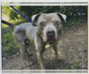 Waylon - Male American Pit Bull Terrier-Staffordshire Bull Terrier Mix Dog for Adoption - Photo #7