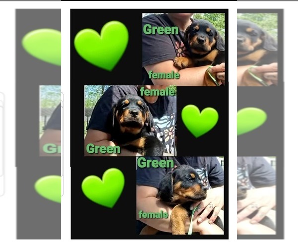 Medium Photo #1 Rottweiler Puppy For Sale in SHARPSVILLE, PA, USA