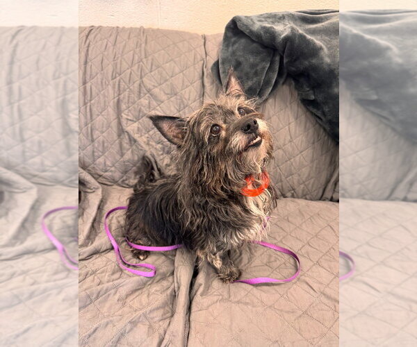 Medium Photo #2 Mutt Puppy For Sale in Muskegon, MI, USA