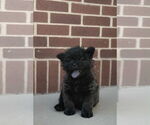 Small #3 Chow Chow