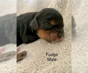 Cavalier King Charles Spaniel Puppy for sale in TULSA, OK, USA