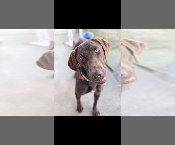 Medium Photo #3 Labrador Retriever-Unknown Mix Puppy For Sale in Boston, MA, USA