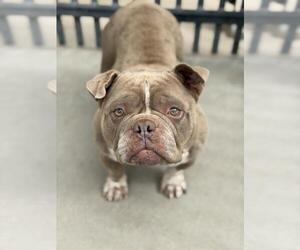 Bulldog Dogs for adoption in Santa Maria, CA, USA