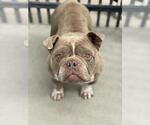 Small Bulldog