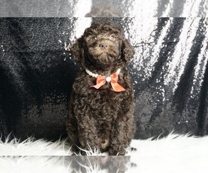 Goldendoodle (Miniature) Puppy for sale in WARSAW, IN, USA