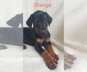 Doberman Pinscher Puppy for Sale in WINCHESTER, Tennessee USA