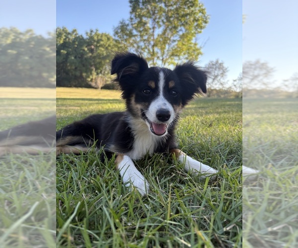 Medium Photo #1 Miniature Australian Shepherd Puppy For Sale in TAYLORSVILLE, MS, USA